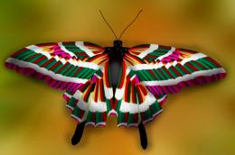 Colorfulbutterfly